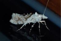 Ypsolopha asperella