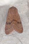 Orthosia cerasi