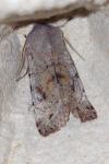 Orthosia incerta