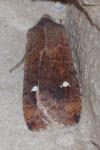 Eupsilia transversa