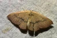 Cyclophora puppillaria