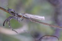 Agriphila tristella