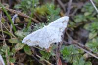 Scopula ornata