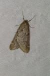 Alsophila aescularia