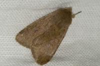 Orthosia cruda
