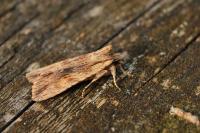 Lithophane socia