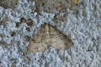 Colostygia multistrigaria multistrigaria