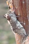 Achlya flavicornis