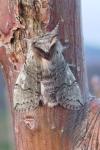 Achlya flavicornis