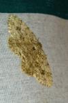 Ectropis crepuscularia