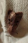 Orthosia gothica