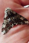 Biston strataria