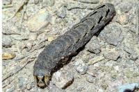 Xestia c-nigrum