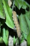 Noctua fimbriata