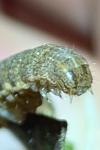 Noctua fimbriata