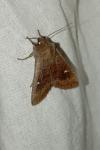Eupsilia transversa