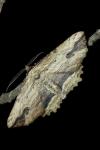 Menophra abruptaria