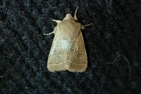Orthosia cerasi