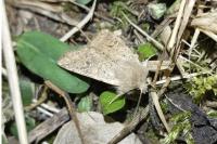 Orthosia cruda