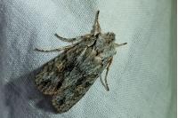Lithophane ornitopus