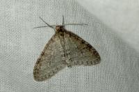 Trichopteryx carpinata