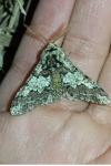 Biston strataria