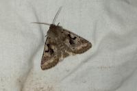 Orthosia gothica