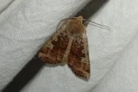 Conistra erythrocephala