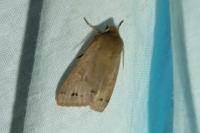 Anorthoa munda