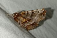 Selenia dentaria