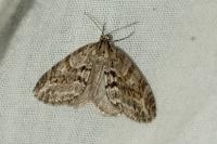 Trichopteryx polycommata