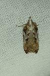 Acleris cristana