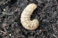 Agrotis