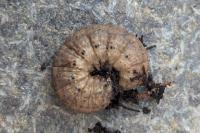 Agrotis