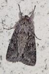 Xylocampa areola