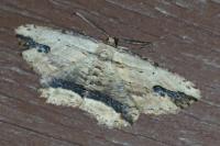Menophra abruptaria