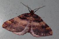 Earophila badiata
