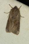 Orthosia incerta