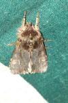 Brachionycha nubeculosa