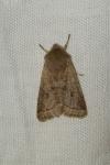 Orthosia cerasi