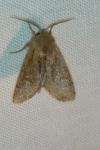 Orthosia cruda