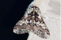 Biston strataria