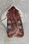 Cerastis leucographa