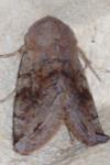 Orthosia incerta