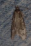 Diurnea fagella