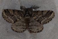 Lycia hirtaria