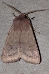 Orthosia cerasi