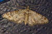 Gymnoscelis rufifasciata