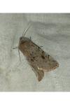 Orthosia incerta