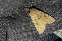 Orthosia incerta